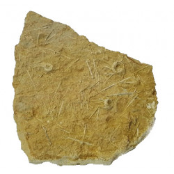acrosalenia hemicidaroides