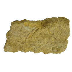 isocrinus nicoletti