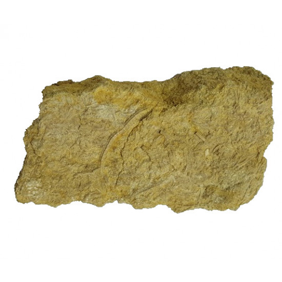 isocrinus nicoletti