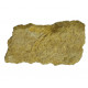 isocrinus nicoletti
