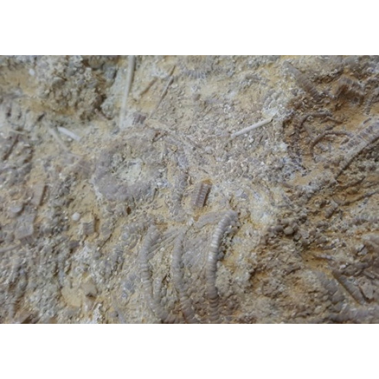 isocrinus nicoletti