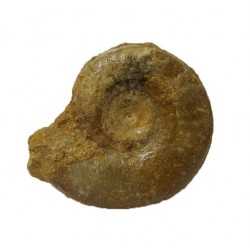 graphoceras sp.