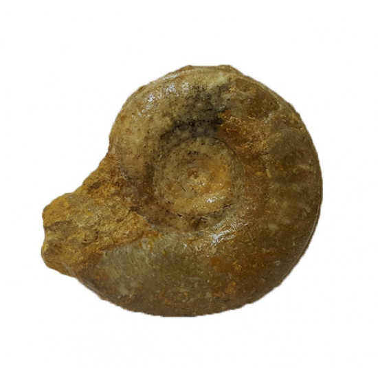 graphoceras sp.