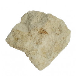 Lomatopteris burgundiaca