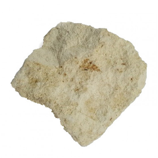 Lomatopteris burgundiaca