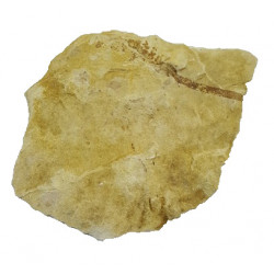 Lomatopteris burgundiaca