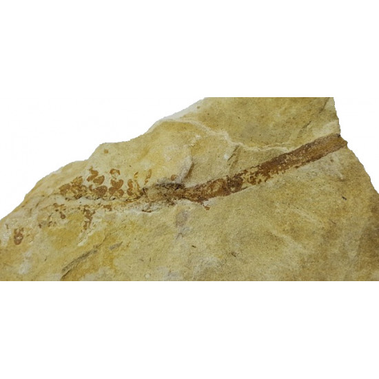 Lomatopteris burgundiaca