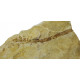 Lomatopteris burgundiaca