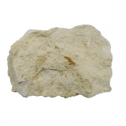 Lomatopteris burgundiaca