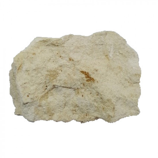 Lomatopteris burgundiaca