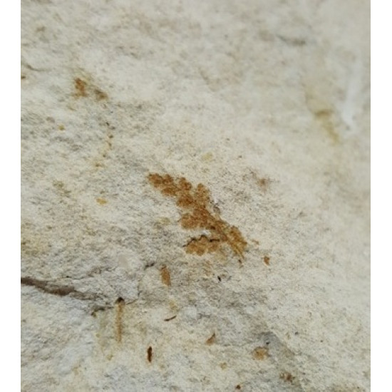Lomatopteris burgundiaca
