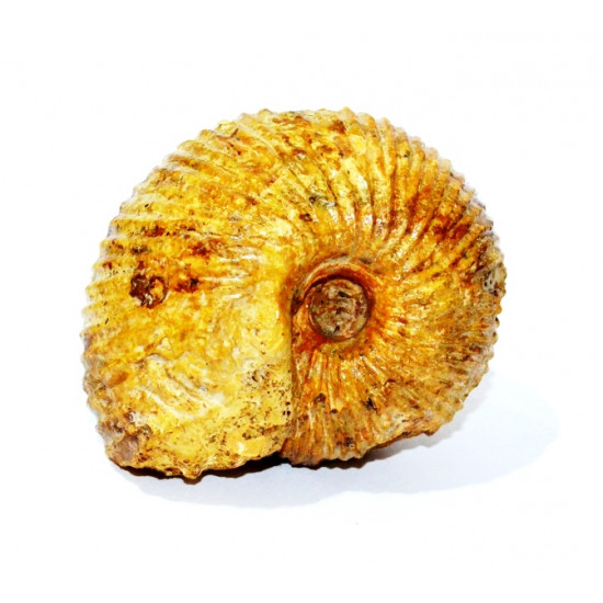 cadoceras sp.