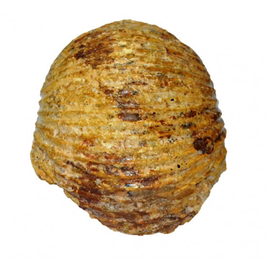 cadoceras sp.