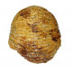 cadoceras sp.