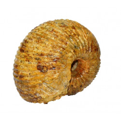 cadoceras sp.