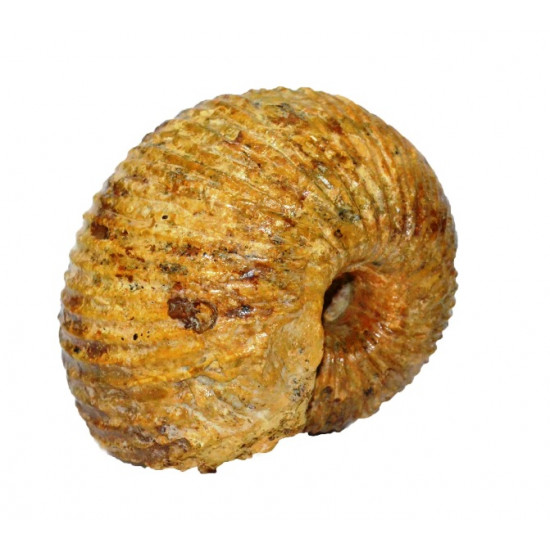 cadoceras sp.