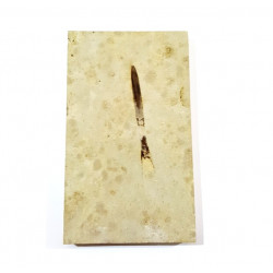 hibolites sp
