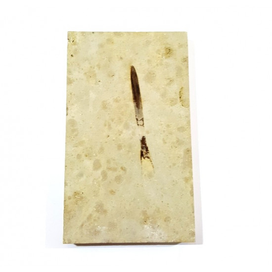 hibolites sp
