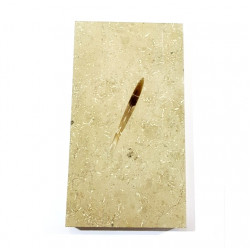 hibolites sp