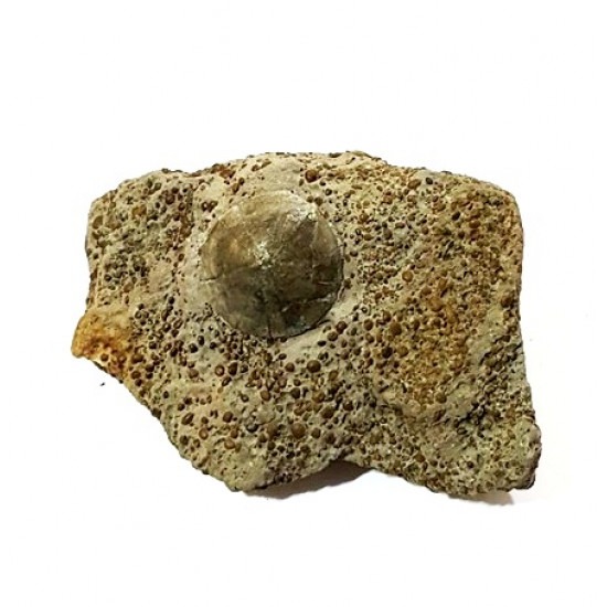 holectypus depressus 