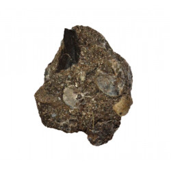 plioplatecarpus sp.