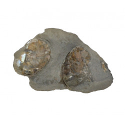 Aturia angustata nacré (x2)