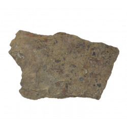 ophiura sp.