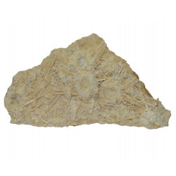 acrosalenia hemicidaroides + isocrinus nicoletti
