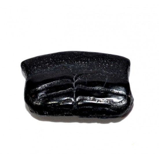 chilomycterus (tooth)