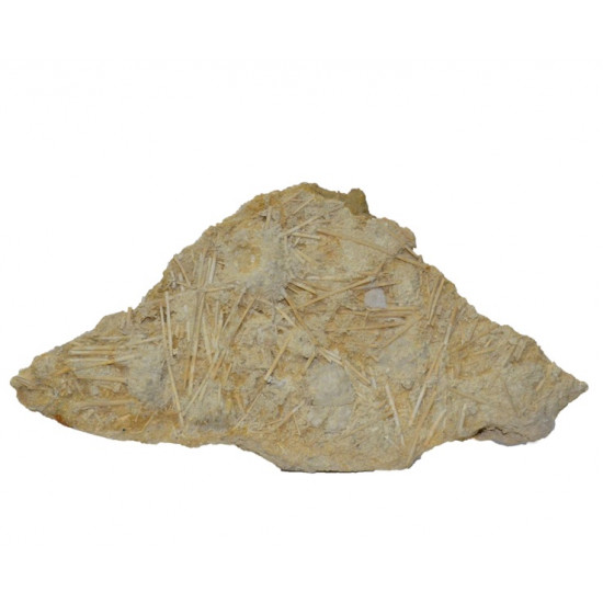 acrosalenia hemicidaroides + isocrinus nicoletti
