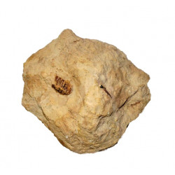 teeth, dermal plate and crocodile bone