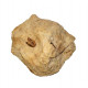 teeth, dermal plate and crocodile bone