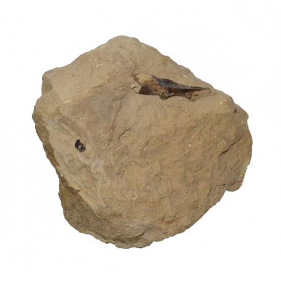 teeth, dermal plate and crocodile bone