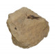 teeth, dermal plate and crocodile bone