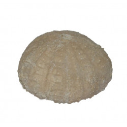 Psephechinus bigranularis