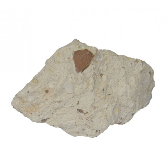 bird eggshell