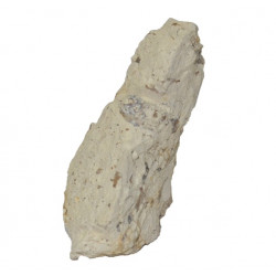 ophidienovum sp. snake egg
