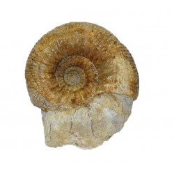 stephanoceras humphresianum