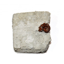 phricodoceras taylori fossil ammonite jurassic from france fossile fossilien