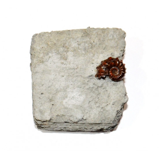 phricodoceras taylori 