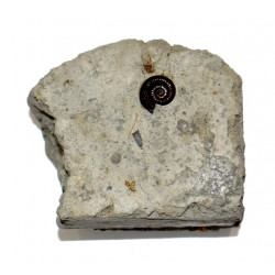 metaderoceras sp.