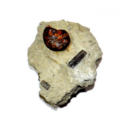 phylloceras sp.
