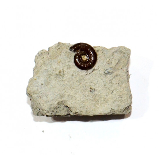 arieticeras sp.