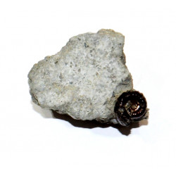 coeloceras sp.