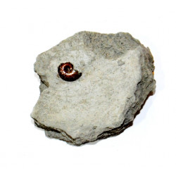 tragophyloceras loscombi