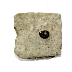 coeloceras sp.
