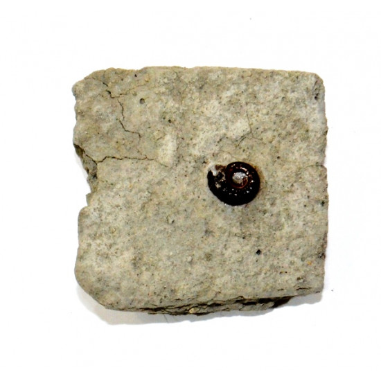 coeloceras sp.