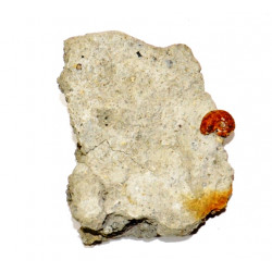tragophyloceras loscombi