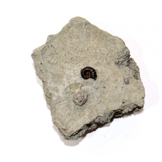 phricodoceras taylori