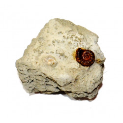 coeloceras sp.